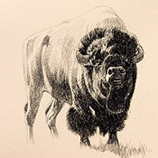 "Lookin' for Love #2" (bison), 5x5 - $145 framed